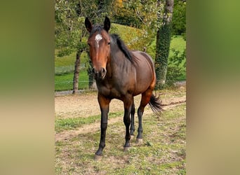 American Paint Horse, Mare, 2 years, Brown