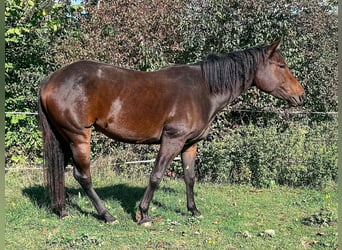 American Paint Horse, Mare, 2 years, Brown