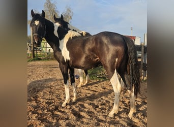 American Paint Horse, Mare, 2 years, Tobiano-all-colors