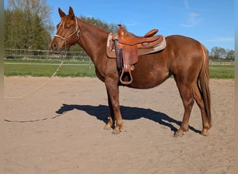 American Paint Horse, Mare, 3 years, 13.1 hh, Chestnut-Red