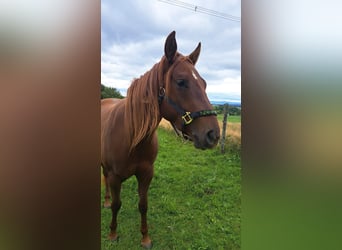 American Paint Horse, Mare, 3 years, 14.1 hh, Chestnut-Red