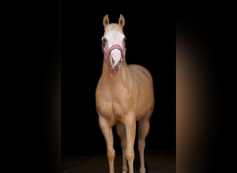American Paint Horse, Mare, 3 years, 14.1 hh, Palomino