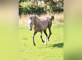 American Paint Horse, Mare, 3 years, 14.2 hh, Can be white