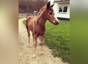 American Paint Horse, Mare, 3 years, 14.2 hh, Chestnut