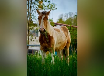 American Paint Horse, Mare, 3 years, 14.2 hh, Tobiano-all-colors