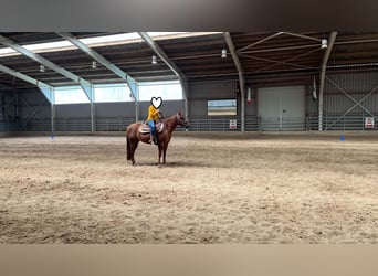American Paint Horse, Mare, 3 years, 14 hh, Chestnut