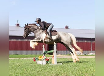 American Paint Horse, Mare, 3 years, 14 hh, Roan-Blue