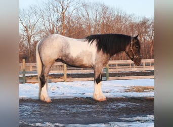 American Paint Horse, Mare, 3 years, 14 hh, Roan-Blue