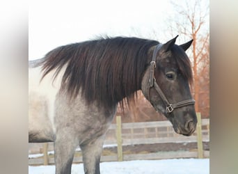 American Paint Horse, Mare, 3 years, 14 hh, Roan-Blue