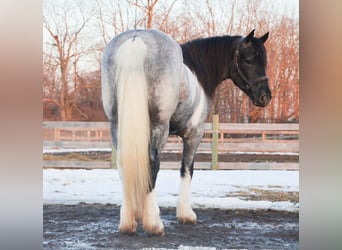American Paint Horse, Mare, 3 years, 14 hh, Roan-Blue