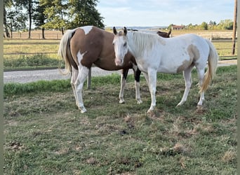 American Paint Horse, Mare, 3 years, 14 hh, Tobiano-all-colors