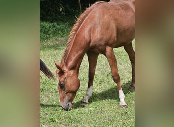 American Paint Horse, Mare, 3 years, 14,2 hh, Chestnut-Red