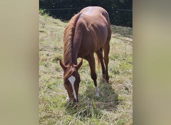 American Paint Horse, Mare, 3 years, 14,2 hh, Chestnut-Red