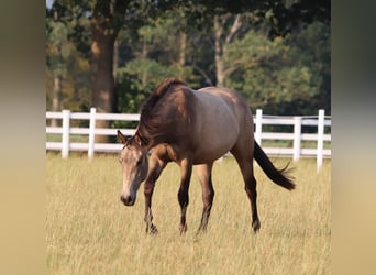 American Paint Horse Mix, Mare, 3 years, 15.1 hh, Buckskin