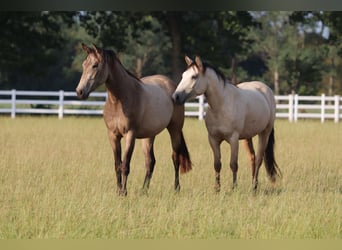 American Paint Horse Mix, Mare, 3 years, 15.1 hh, Buckskin