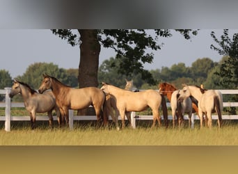 American Paint Horse Mix, Mare, 3 years, 15.1 hh, Buckskin