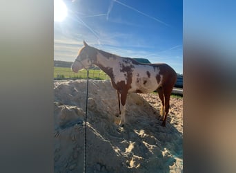 American Paint Horse Mix, Mare, 3 years, 15.1 hh, Overo-all-colors