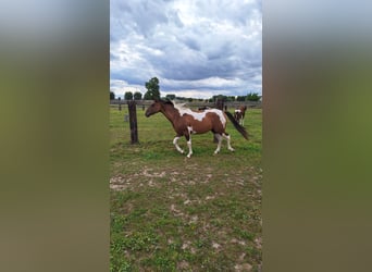 American Paint Horse, Mare, 3 years, 15.1 hh, Tobiano-all-colors