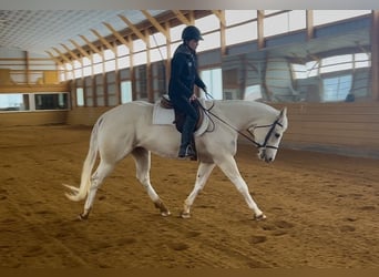 American Paint Horse, Mare, 3 years, 15 hh, Palomino