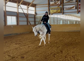 American Paint Horse, Mare, 3 years, 15 hh, Palomino