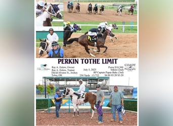 American Paint Horse, Mare, 3 years, 15 hh, Pinto