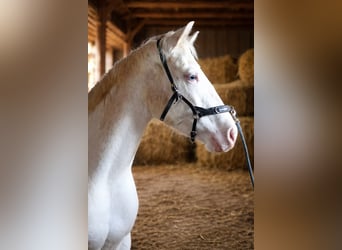 American Paint Horse, Mare, 3 years, 15 hh, Pinto