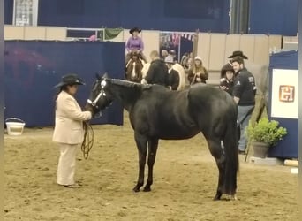 American Paint Horse, Mare, 3 years, 15 hh, Smoky-Black