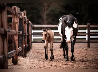 American Paint Horse Mix, Mare, 3 years, 15,1 hh, Buckskin