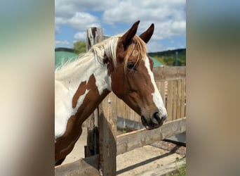American Paint Horse Mix, Mare, 3 years, 16 hh, Pinto