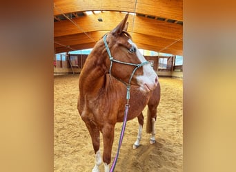 American Paint Horse, Mare, 3 years, Chestnut