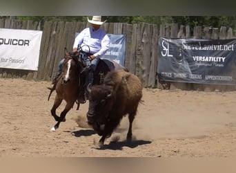 American Paint Horse, Mare, 3 years, Roan-Bay