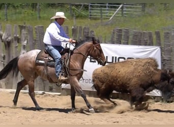 American Paint Horse, Mare, 3 years, Roan-Bay