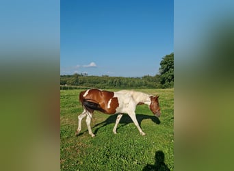 American Paint Horse, Mare, 3 years, Tobiano-all-colors