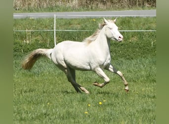 American Paint Horse, Mare, 4 years, 14.2 hh, Perlino
