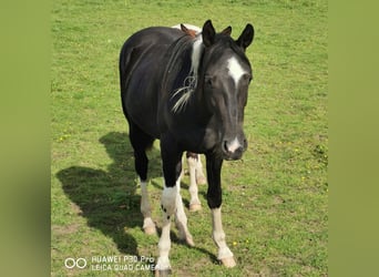 American Paint Horse, Mare, 4 years, 14.2 hh, Tobiano-all-colors