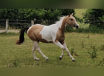 American Paint Horse, Mare, 4 years, 14.2 hh, Tobiano-all-colors