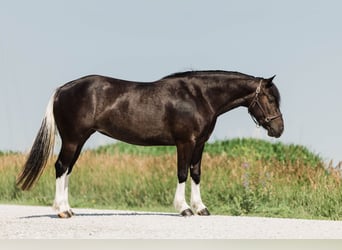 American Paint Horse Mix, Mare, 4 years, 14,1 hh, Pinto