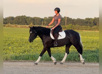 American Paint Horse Mix, Mare, 4 years, 14,1 hh, Pinto