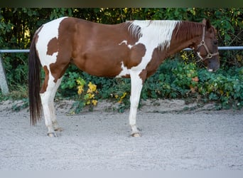 American Paint Horse, Mare, 4 years, 14,1 hh, Tobiano-all-colors