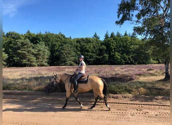 American Paint Horse, Mare, 4 years, 14,2 hh, Buckskin