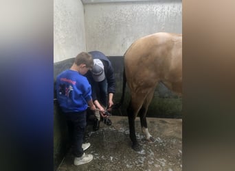 American Paint Horse, Mare, 4 years, 14,2 hh, Buckskin