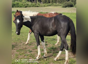 American Paint Horse, Mare, 4 years, 14,2 hh, Tobiano-all-colors