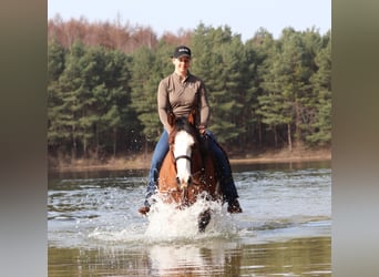 American Paint Horse Mix, Mare, 4 years, 15.1 hh, Tobiano-all-colors