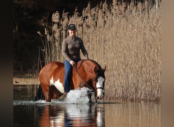 American Paint Horse Mix, Mare, 4 years, 15.1 hh, Tobiano-all-colors