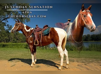 American Paint Horse, Mare, 4 years, 15.3 hh, Tobiano-all-colors