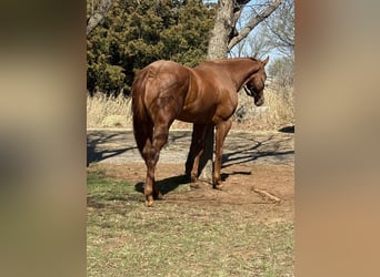 American Paint Horse, Mare, 4 years, 16.3 hh, Sorrel
