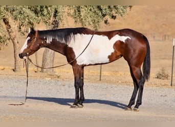American Paint Horse, Mare, 4 years, Overo-all-colors