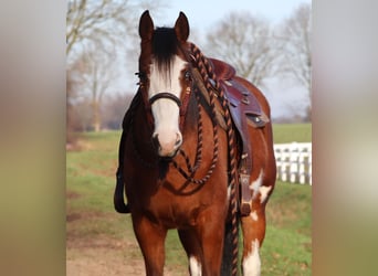 American Paint Horse Mix, Mare, 4 years, Tobiano-all-colors