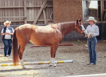 American Paint Horse, Mare, 5 years, 14.1 hh, Chestnut-Red