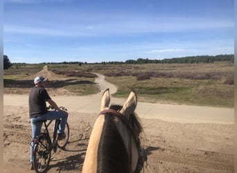 American Paint Horse, Mare, 5 years, 14,2 hh, Buckskin